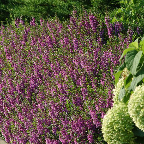 Angelonia Serena Purple - Commercial Landscape 2