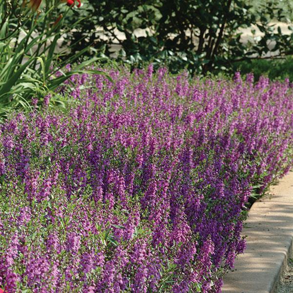 Angelonia Serena Purple
