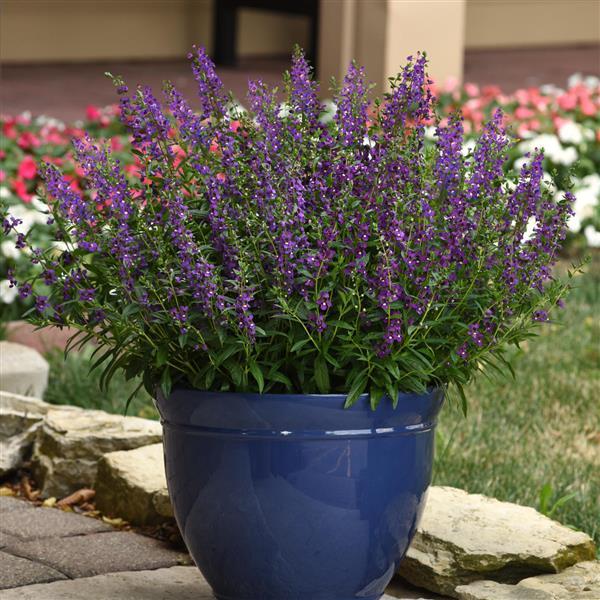 Angelonia Serena Purple - Container