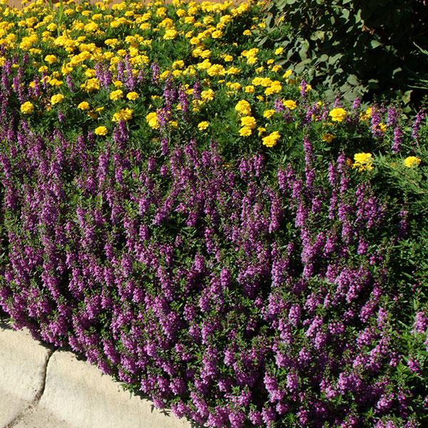 Angelonia Serena Purple - Landscape