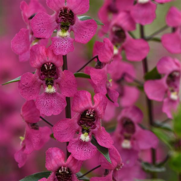 Angelonia Serena® Rose - Bloom