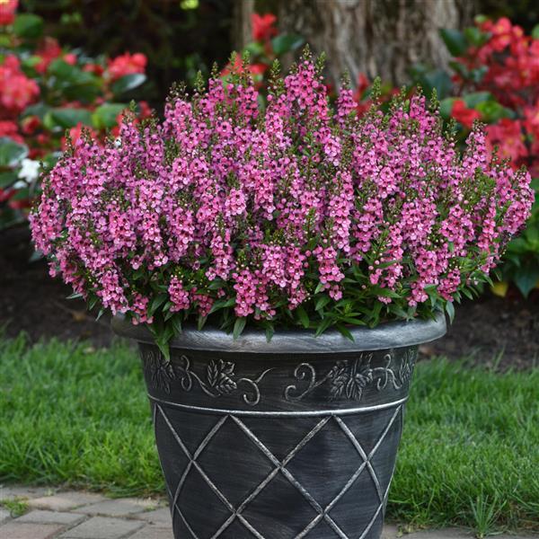 Angelonia Serena Rose - Container