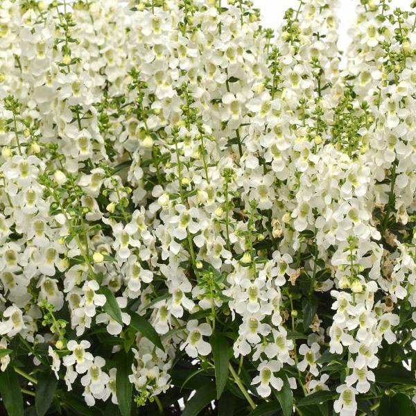 Angelonia Serena® White - Bloom