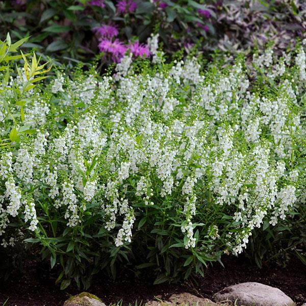 Angelonia Serena White - Commercial Landscape 1
