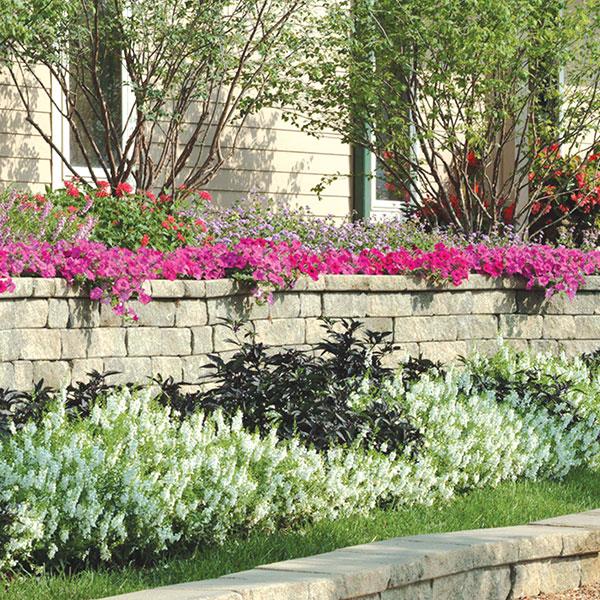 Angelonia Serena White - Commercial Landscape 2