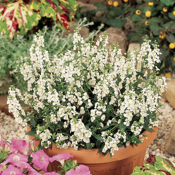 Angelonia Serena White - Container
