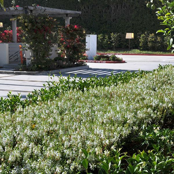 Angelonia Serena White - Landscape