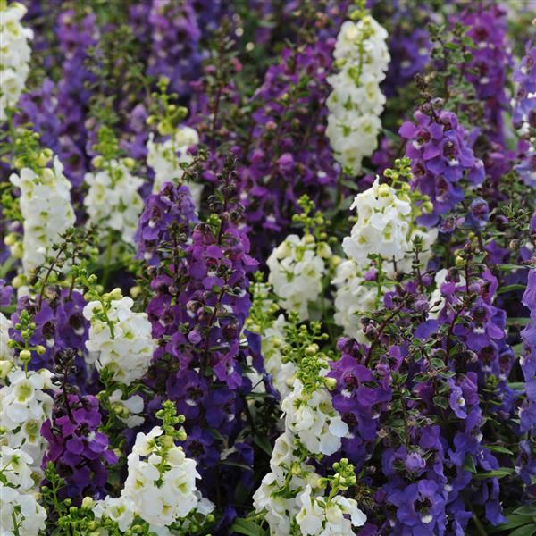 Angelonia Serena® Waterfall Mixture - Bloom