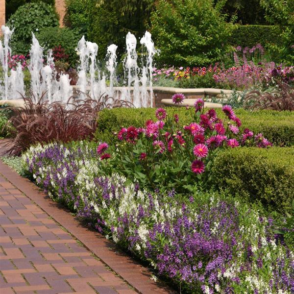 Angelonia Serena Waterfall Mixture - Commercial Landscape 1