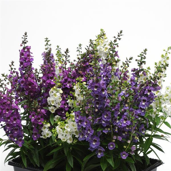 Angelonia Serena Waterfall Mixture - Container
