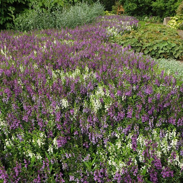 Angelonia Serena Waterfall Mixture - Landscape