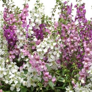 Angelonia Serena® Mixture Improved - Bloom