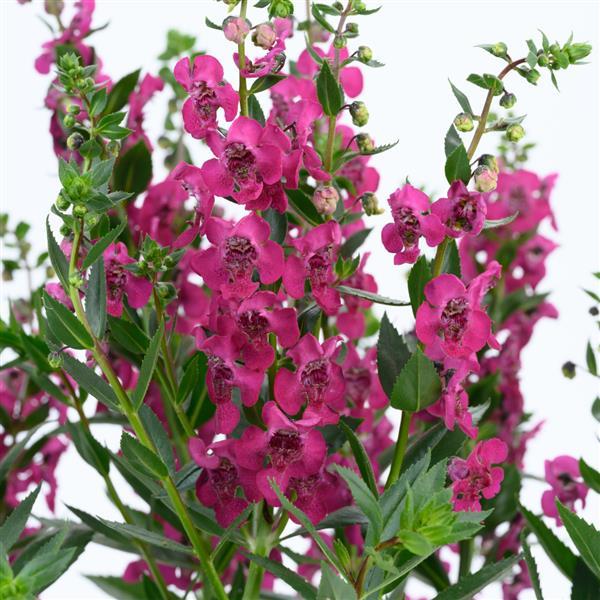Angelonia Alonia Cherry - Bloom