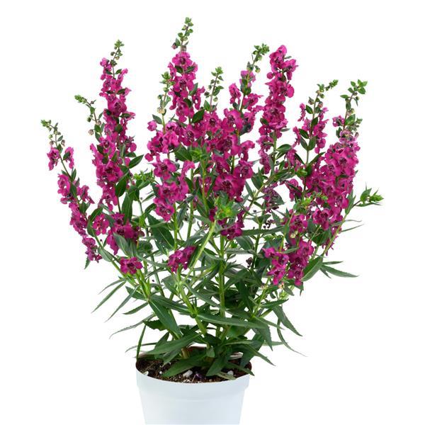 Angelonia Alonia Cherry - Container