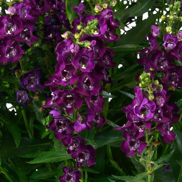 Angelonia Alonia Big Grape - Bloom