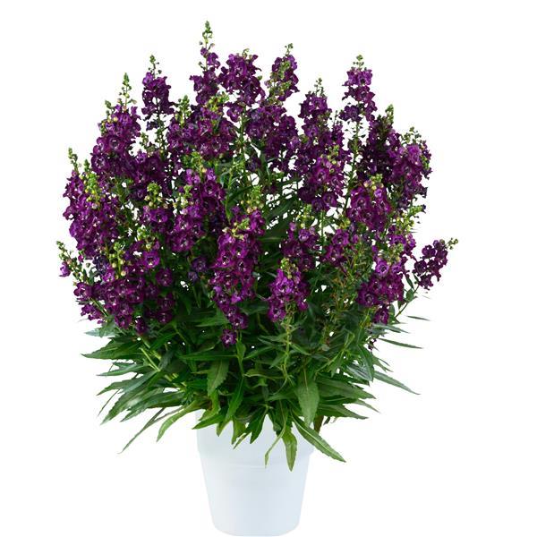 Angelonia Alonia Big Grape - Container