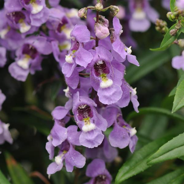 Angelonia Serenita® Sky Blue - Bloom