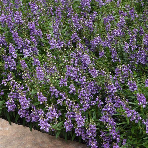 Angelonia Serenita Sky Blue - Commercial Landscape 1