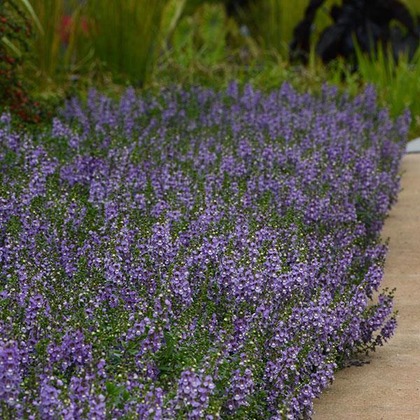 Angelonia Serenita Sky Blue - Landscape