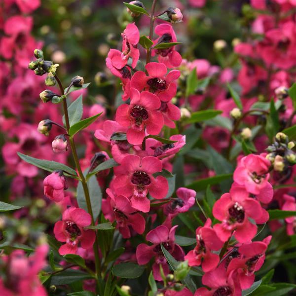 Angelonia Serenita® Cherry Red - Bloom
