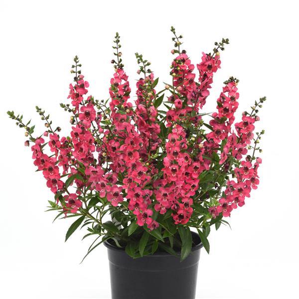 Angelonia Serenita Cherry Red - Container