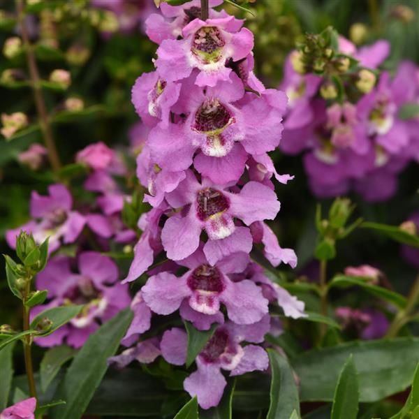 Angelonia Serenita® Lavender - Bloom