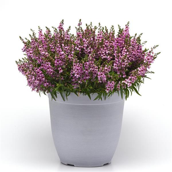 Angelonia Serenita Lavender - Container