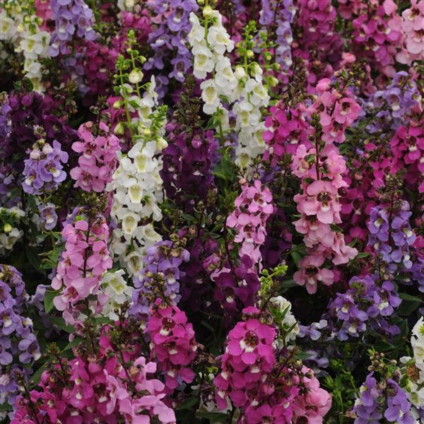 Angelonia Serenita® Mixture - Bloom