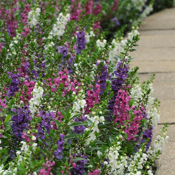 Angelonia Serenita Mixture - Commercial Landscape 1
