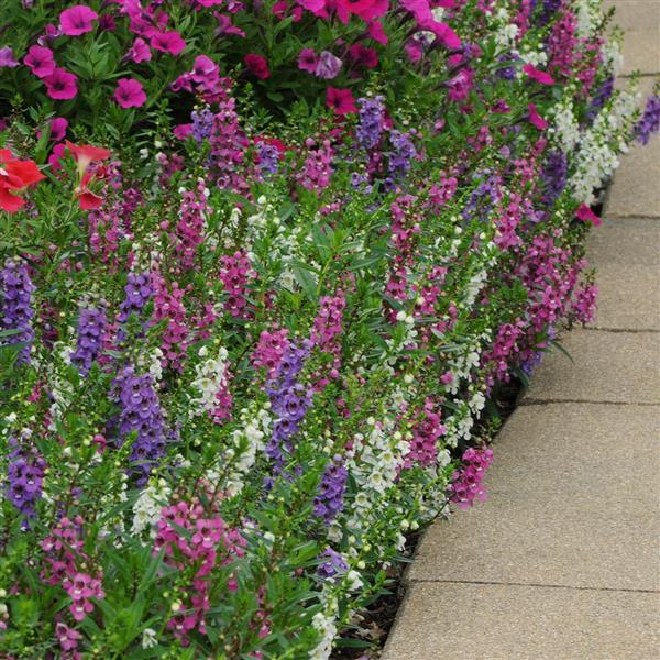Angelonia Serenita Mixture - Landscape