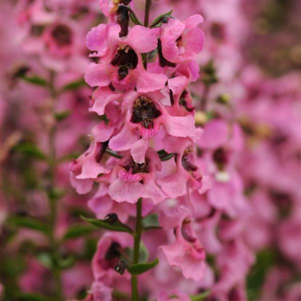 Angelonia Serenita® Pink - Bloom