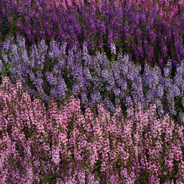 Angelonia Serenita Pink - Commercial Landscape 1