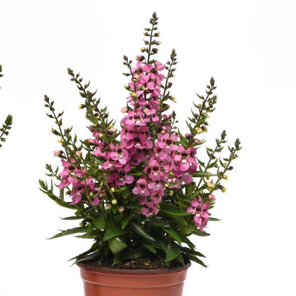 Angelonia Serenita Pink - Container