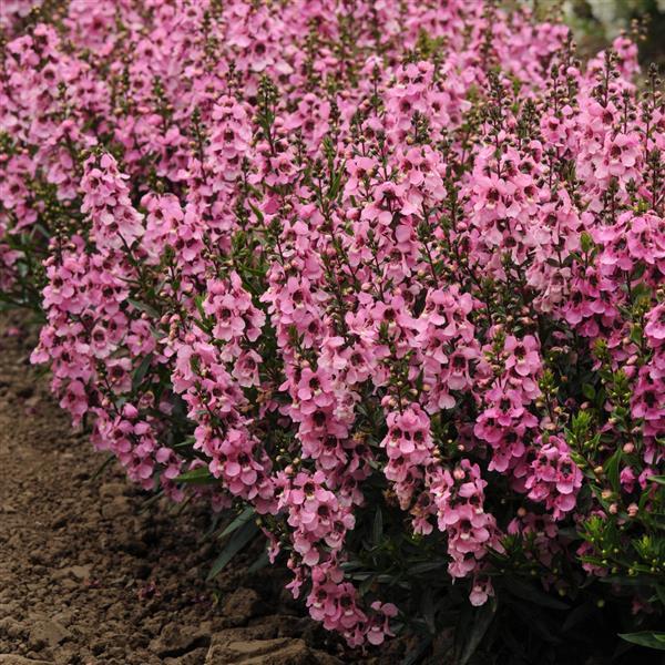 Angelonia Serenita Pink - Landscape