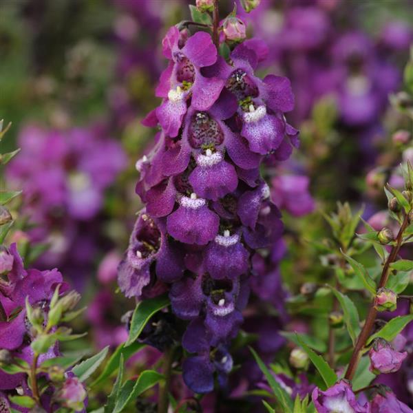 Angelonia Serenita® Purple - Bloom