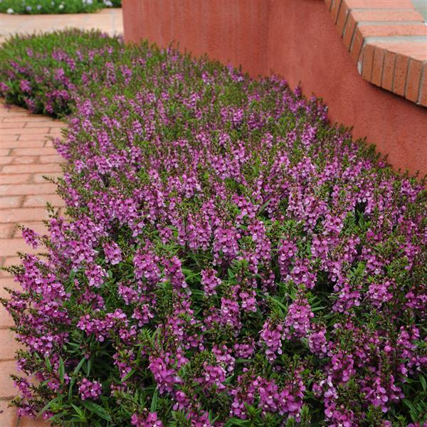 Angelonia Serenita Purple - Commercial Landscape 1
