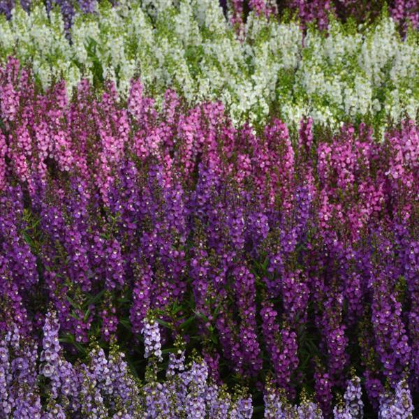 Angelonia Serenita Purple - Landscape