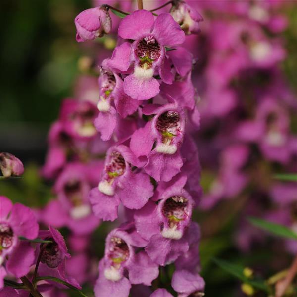 Angelonia Serenita Raspberry - Bloom
