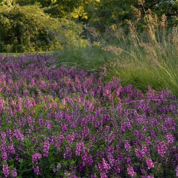 Angelonia Serenita Raspberry - Commercial Landscape 1