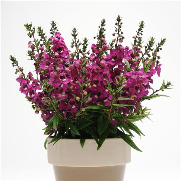 Angelonia Serenita Raspberry - Container