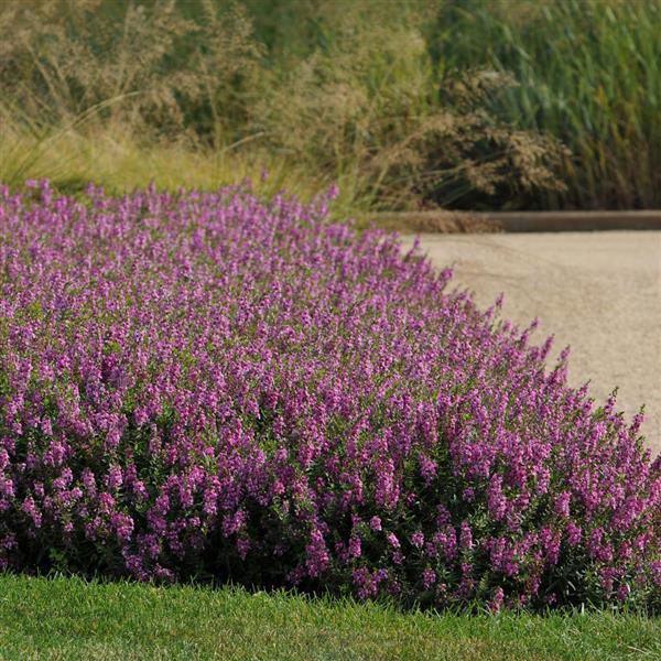 Angelonia Serenita Raspberry - Landscape