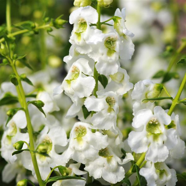 Angelonia Serenita® White - Bloom