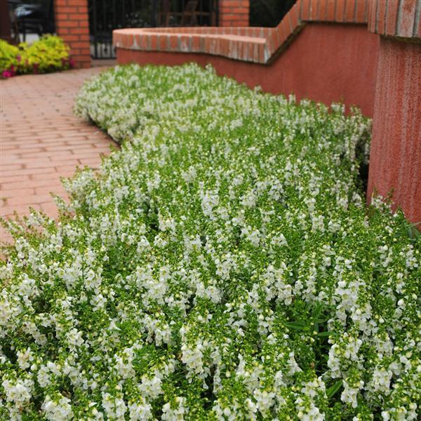 Angelonia Serenita White - Landscape