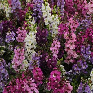 Angelonia Serenita® Mixture Improved - Bloom