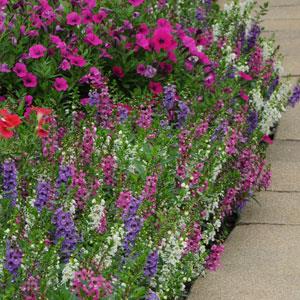 Angelonia Serenita Mixture Improved - Landscape