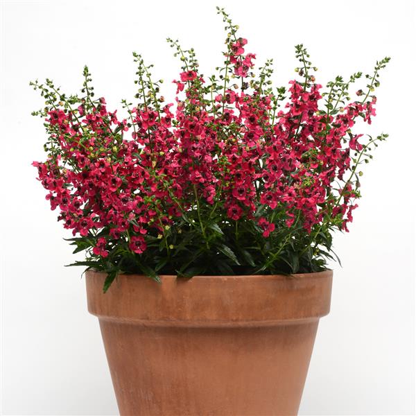 PLANT NAME Container
