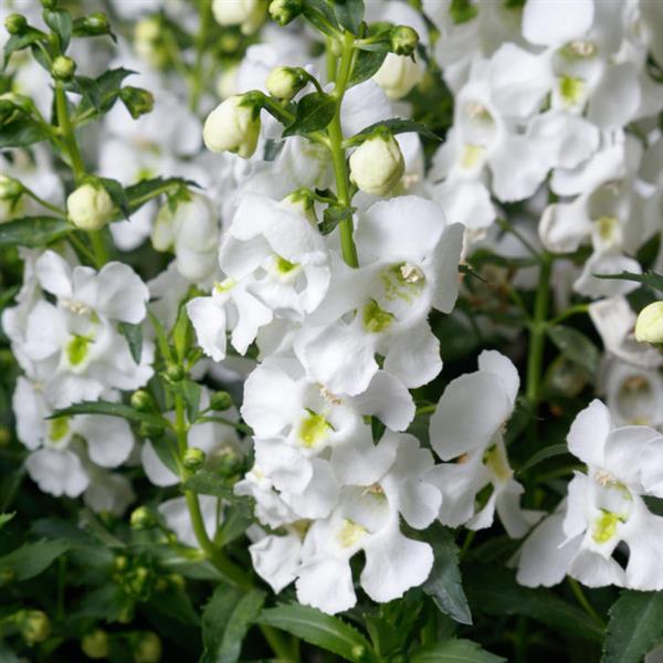 PLANT NAME Bloom