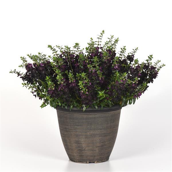 PLANT NAME Container