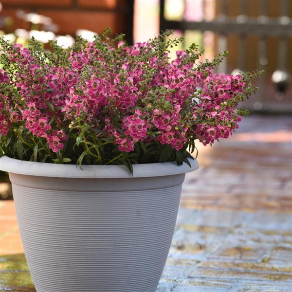 PLANT NAME Container