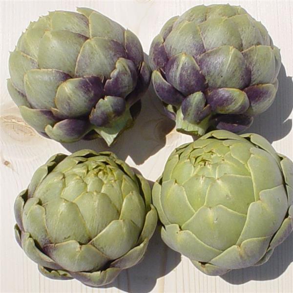 Artichoke Other Green Globe - Bloom